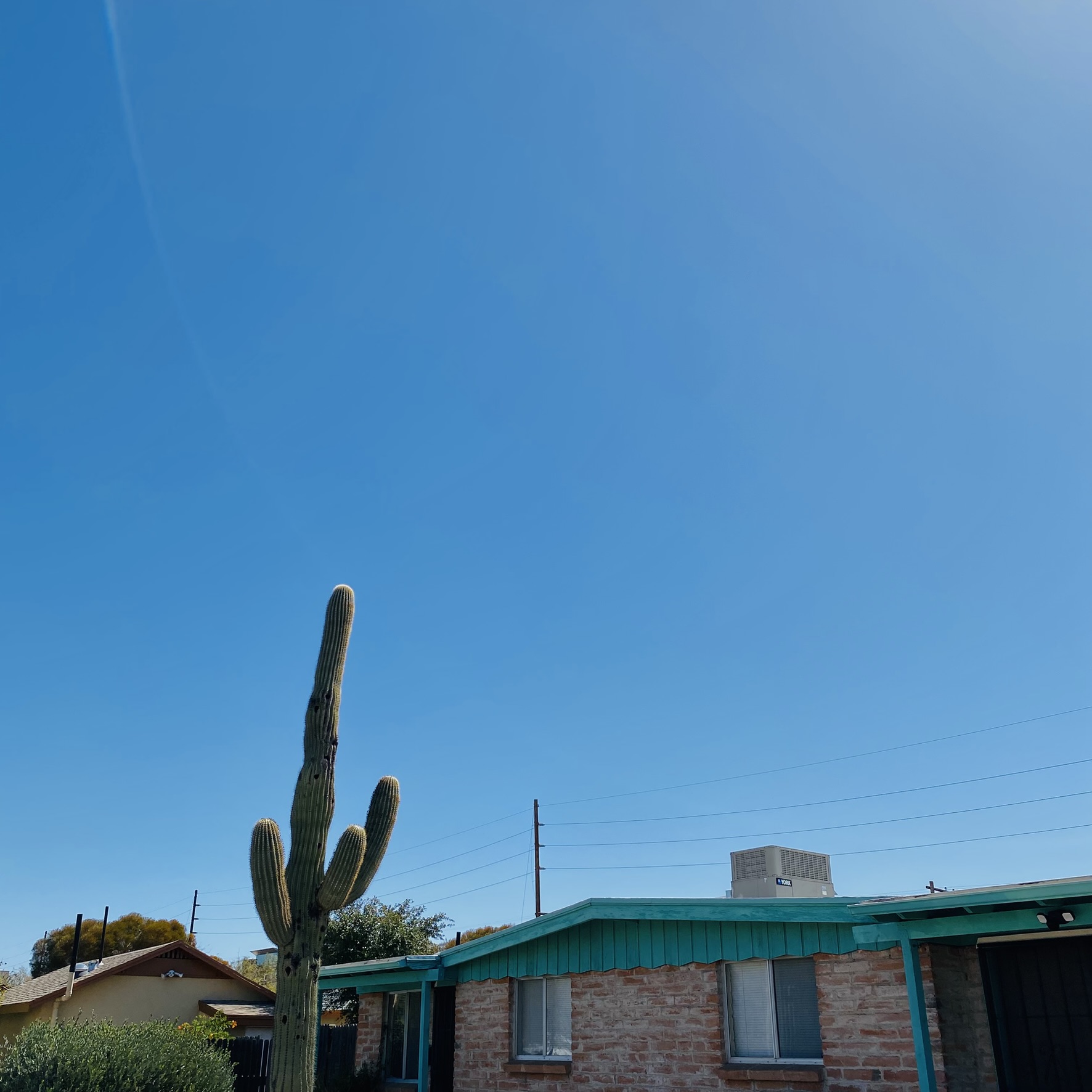 Photograph of a saguaro cactus next to a brick house with a teal roof. Blue skies overhead.