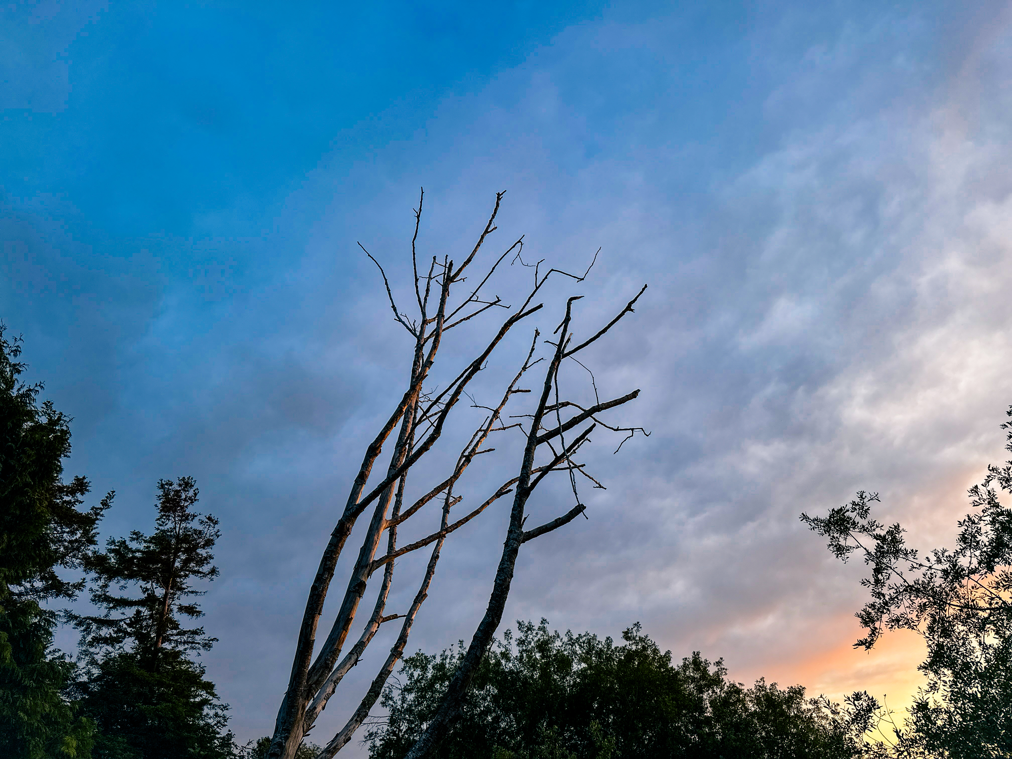 Photo of barren branches reaching toward the sky.